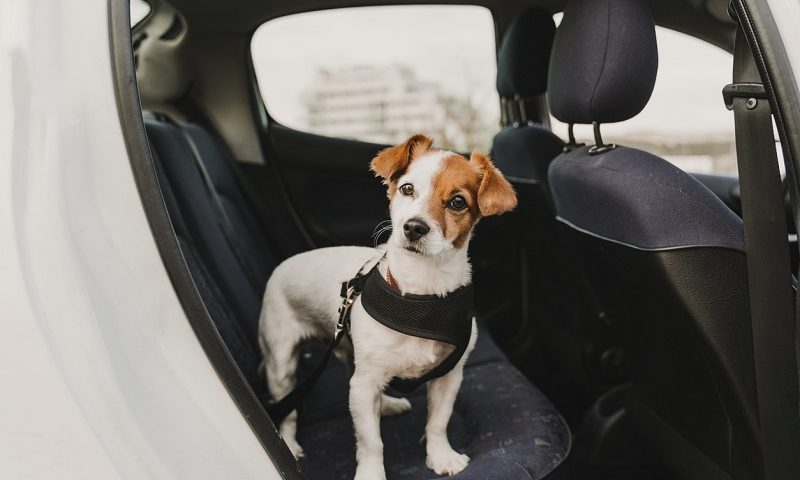 How to travel with pets in the car