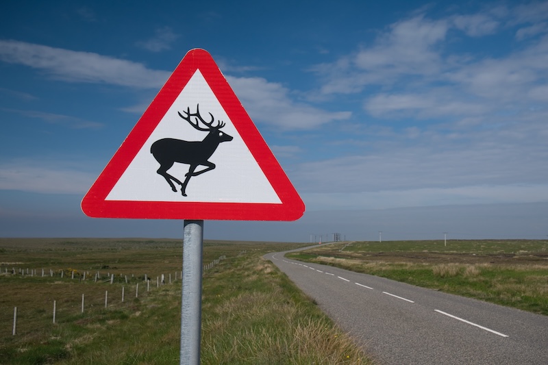 Deer-related car accidents rise 42% since 2021