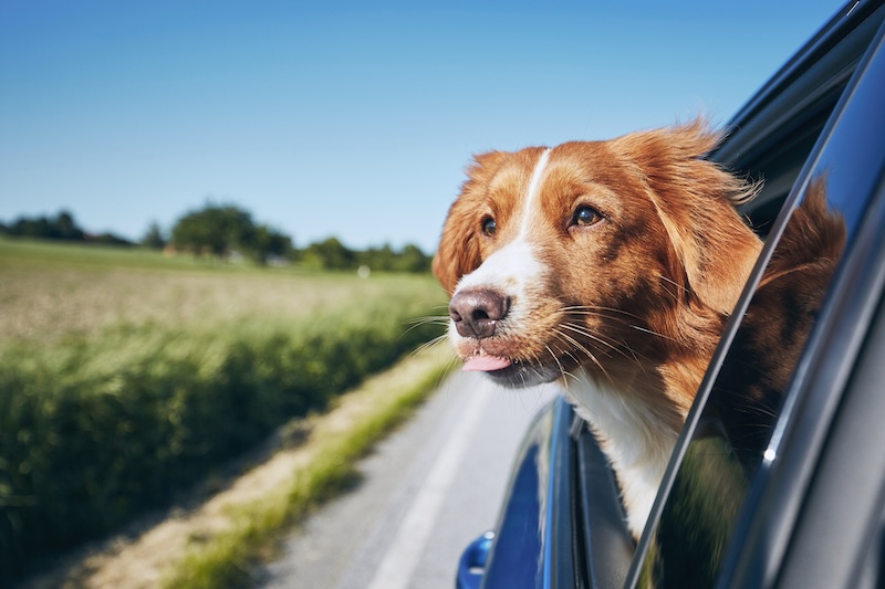Should you leave your dog in a hot car?